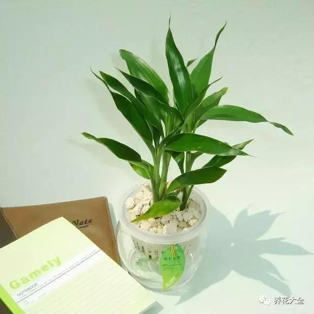 土培富贵竹叶子发黄怎么治,富贵竹叶子老是黄是怎么回事