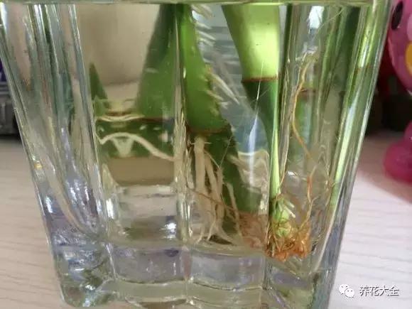 土培富贵竹叶子发黄怎么治,富贵竹叶子老是黄是怎么回事