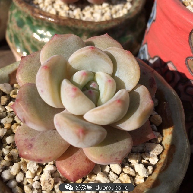 江浙沪多肉过冬,江浙沪一年四季露养的多肉