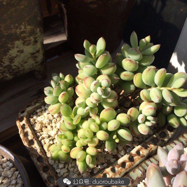 江浙沪多肉过冬,江浙沪一年四季露养的多肉