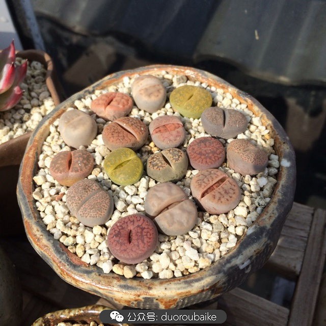 江浙沪多肉过冬,江浙沪一年四季露养的多肉