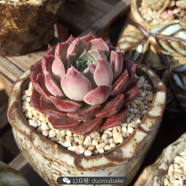 江浙沪多肉过冬,江浙沪一年四季露养的多肉