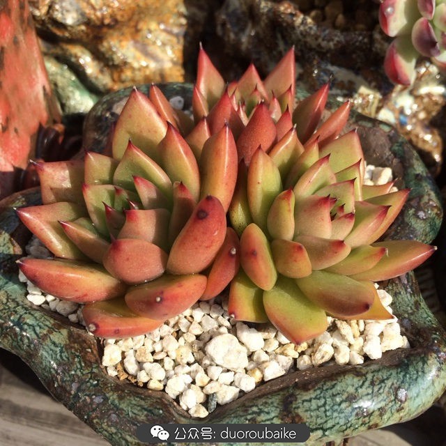 江浙沪多肉过冬,江浙沪一年四季露养的多肉