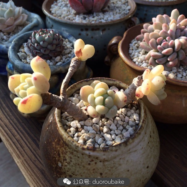 江浙沪多肉过冬,江浙沪一年四季露养的多肉