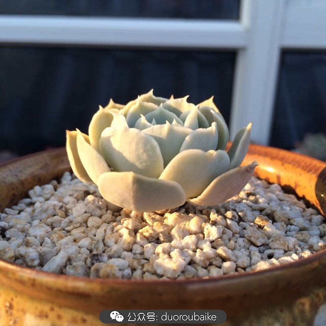 江浙沪多肉过冬,江浙沪一年四季露养的多肉