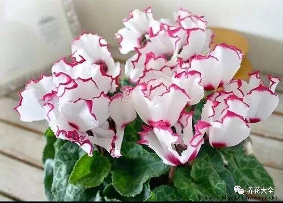 过年年宵花好卖吗,过年摆的年宵花有哪些