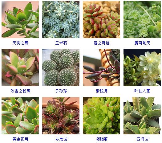 多肉植物150种大全,多肉种植攻略150种常见多肉植物