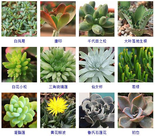 多肉植物150种大全,多肉种植攻略150种常见多肉植物
