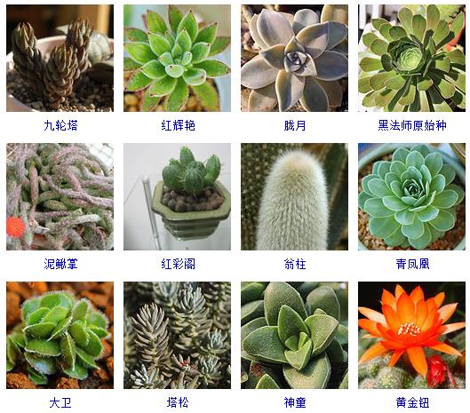 多肉植物150种大全,多肉种植攻略150种常见多肉植物