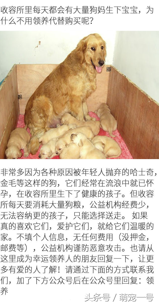 养了一只金毛,养了只金毛