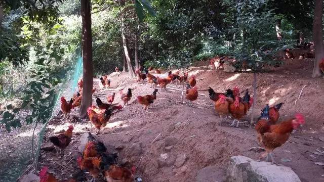 “眼镜鸡”，土鸡中的潮流范儿