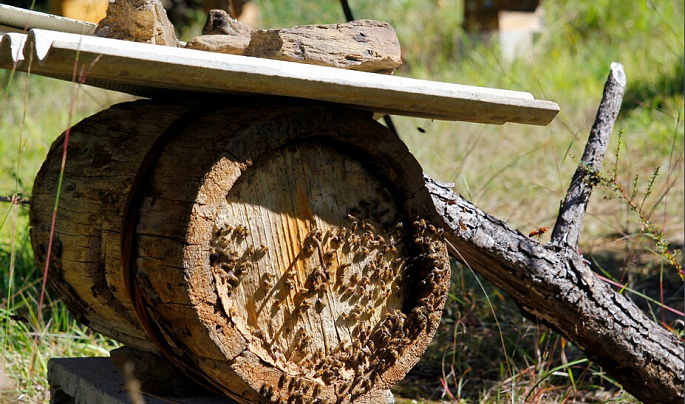治小孩不说话的偏方,孩子咳咳怎么治