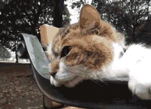 猫的跑步能力,猫的运动能力有多强