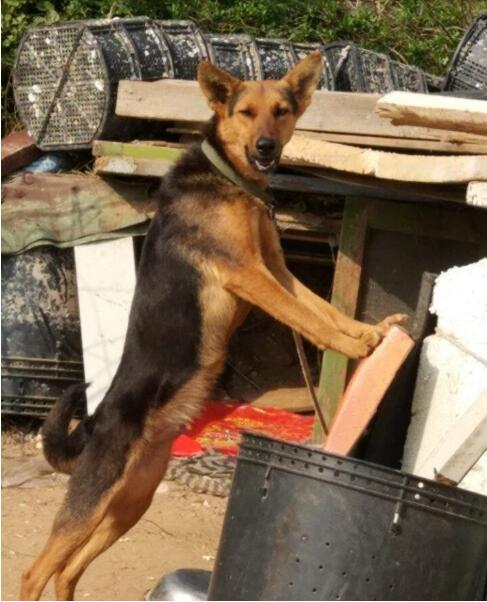 路上偶遇德牧,路上偶遇流浪狗视频