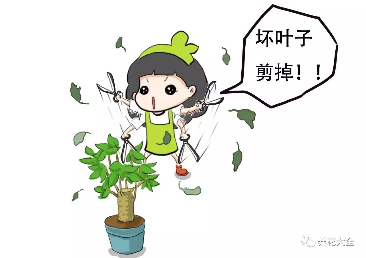 养薄荷的修剪方法技巧,修剪映山红花的技巧