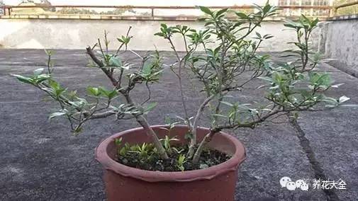 养薄荷的修剪方法技巧,修剪映山红花的技巧