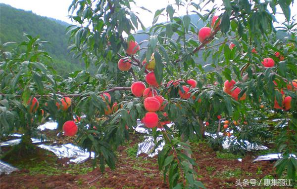 丽江到底有多美,丽江有什么牛