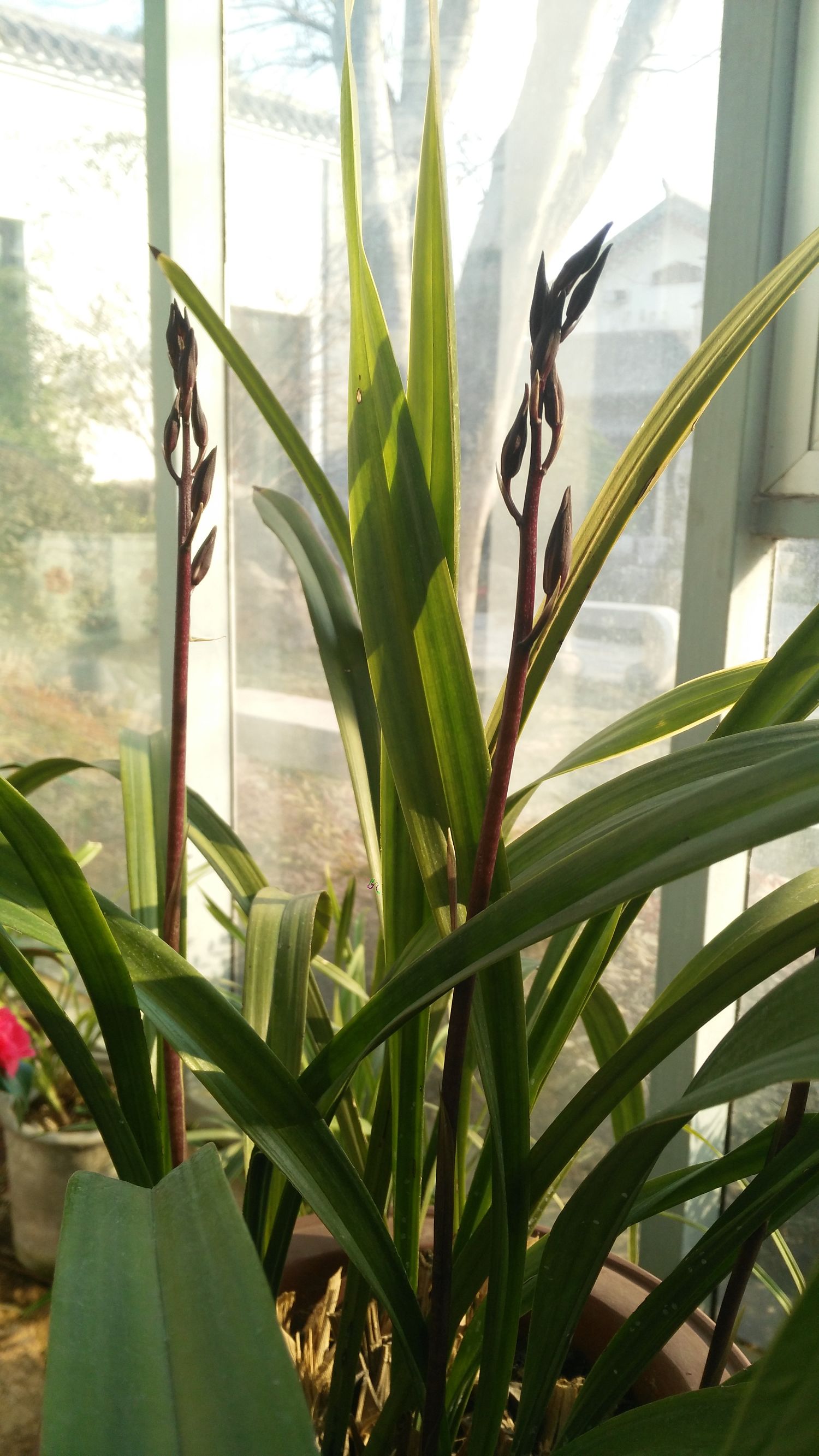 二十四番花信风视频诵读,小说二十四番花信风惊蛰