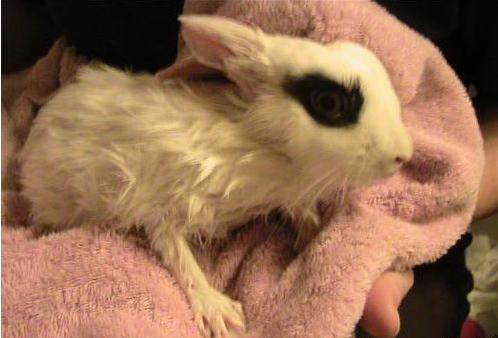 兔子洗澡后死了,兔子洗澡后奄奄一息还能救活吗