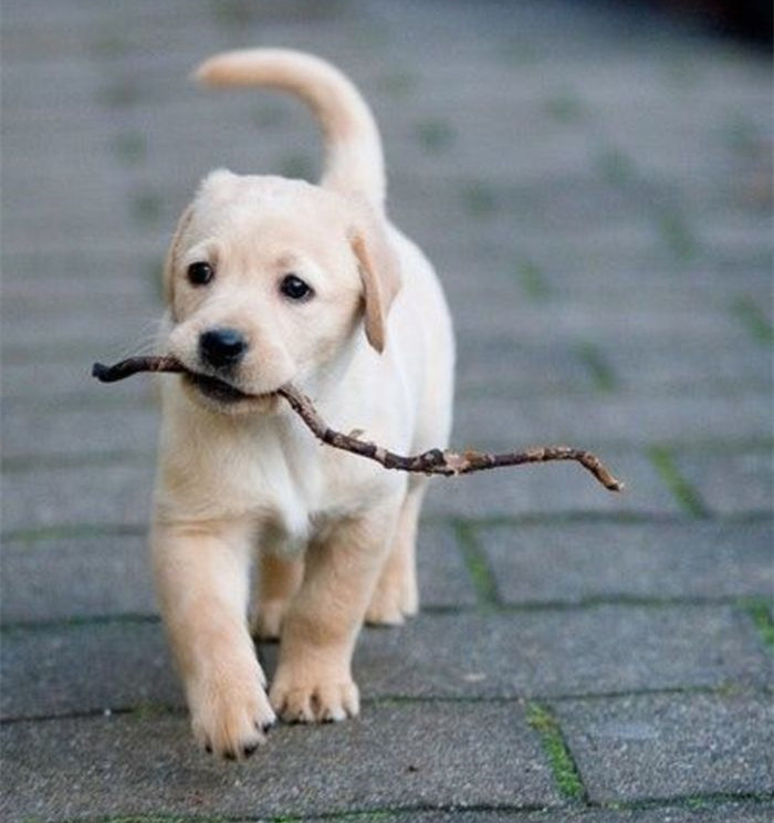 怎么选聪明的狗,怎么选一只性格好的狗狗给孩子