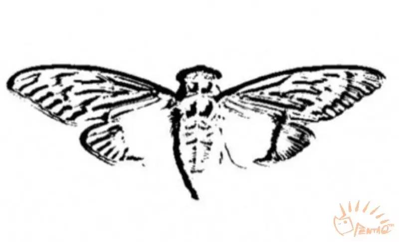 浼婃辰鐟炲皵鎺㈤櫓浜嬩欢,娴风墰鐢靛彴