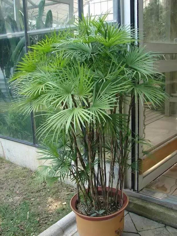 棕竹怎么修剪,家庭养花文竹