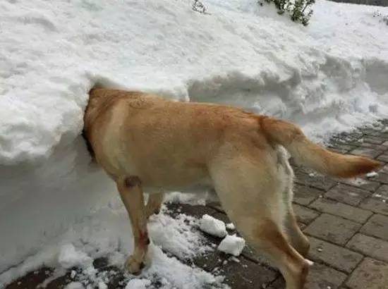 公狗一直哼唧在笼子转圈怎么回事,狗狗见到主人一直转圈圈是为什么