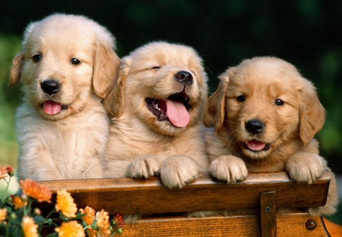 纯种金毛犬的价格是多少,纯种的金毛犬多少钱一只500块