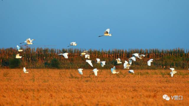 熊岳入选国家美丽宜居小镇示范，营口还有3个村榜上有名