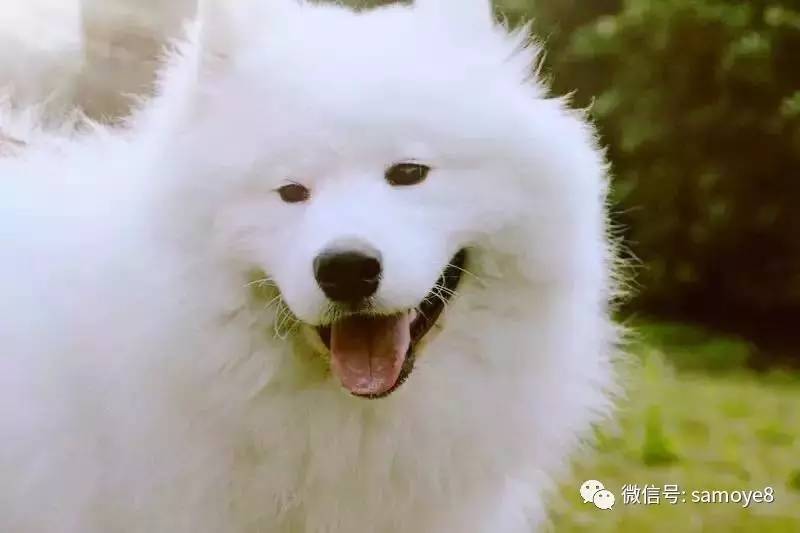 如何鉴定萨摩耶是否纯种,怎么判断萨摩耶是不是纯种