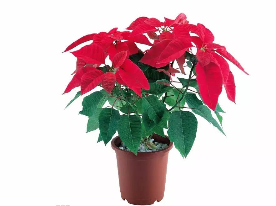 过年好看的年宵花,年宵花摆什么好看