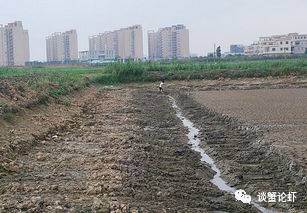 虾塘翻耕后怎么操作,养殖结束后塘口怎么打理