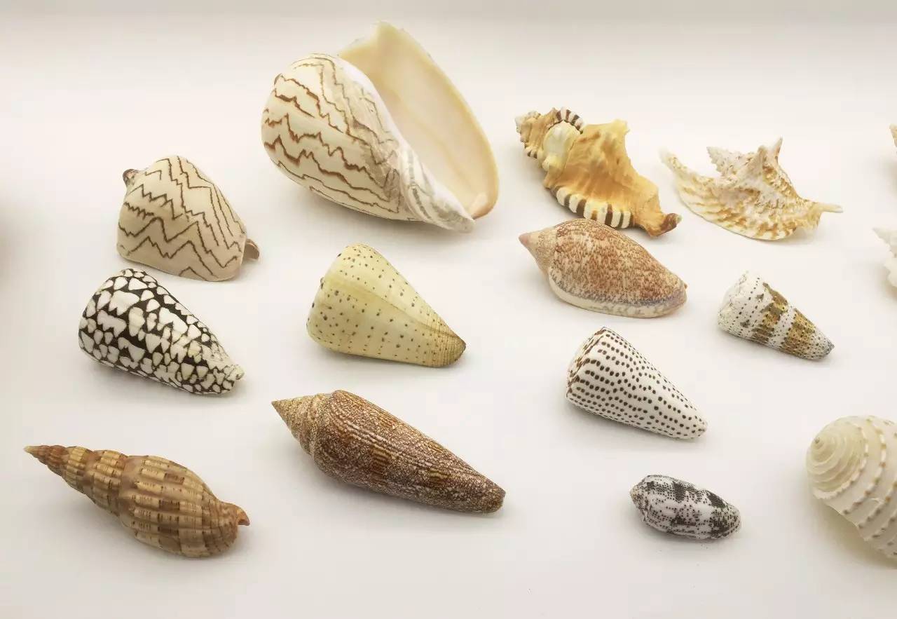 聂鲁达说，没有玩具我就没法活！那么，来看看大诗人怎么活的吧