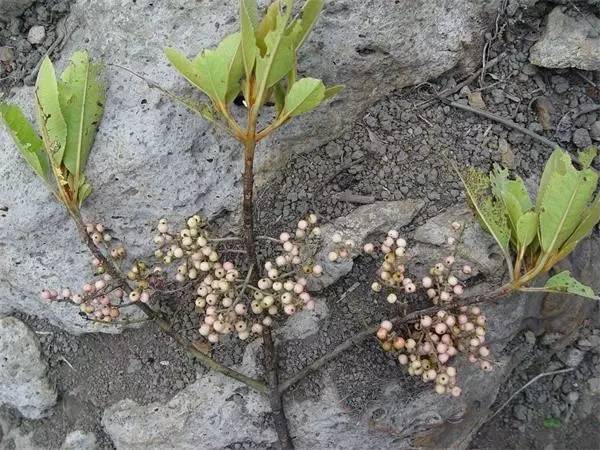 APGIV系统学习笔记分享（四）