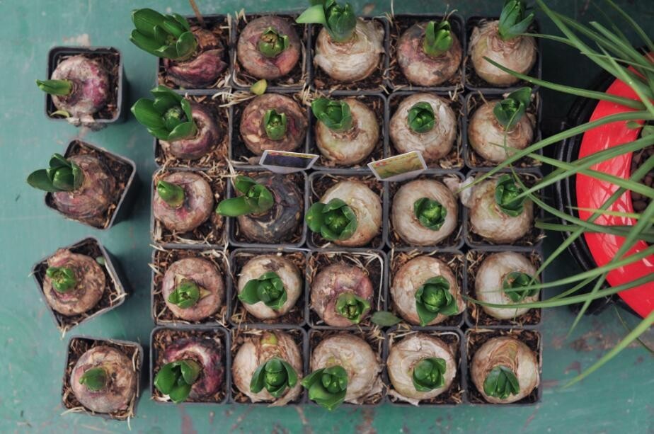 过年好看的年宵花,年宵花摆什么好看