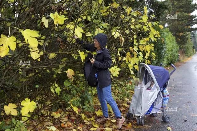 希拉里移民了吗,希拉里移民后的现状