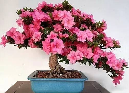 过年好看的年宵花,年宵花摆什么好看