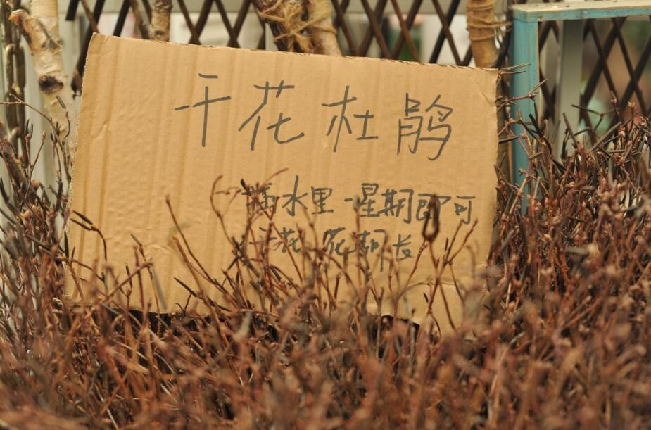 过年好看的年宵花,年宵花摆什么好看