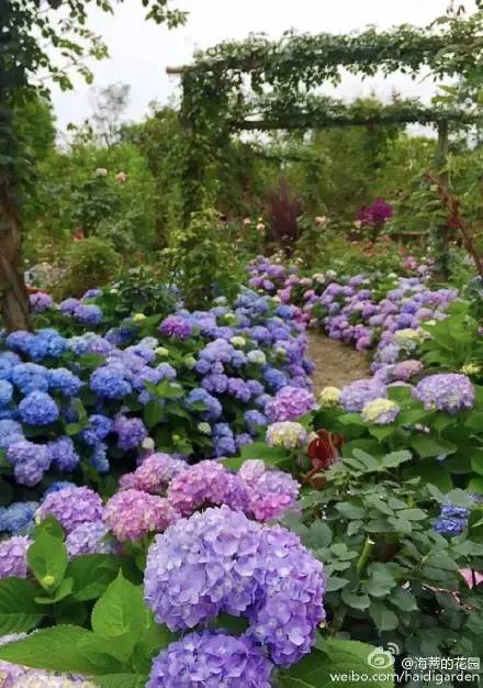 过年好看的年宵花,年宵花摆什么好看