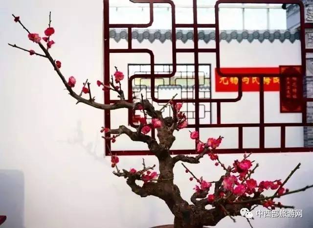 「乐在囧途」赏腊梅、逛庙会、看灯光展,这个春节带着家人去鄢陵吧!