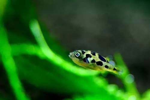 人见人爱的观赏鱼,金波子鱼观赏鱼