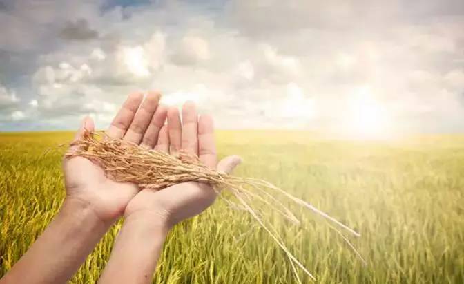 佳格：有了卫星大数据，农场主再也不怕被“天公”戏弄了｜创业