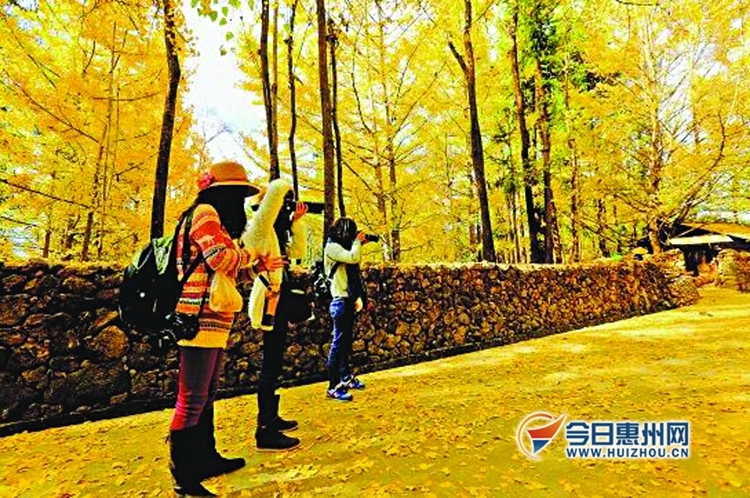 新年期间惠州适合旅游的地方,惠州春节出游哪里最合适