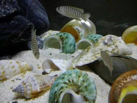 人见人爱的观赏鱼,金波子鱼观赏鱼