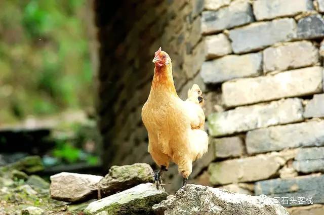 碎碎念2020,2017鸡年纪念日历