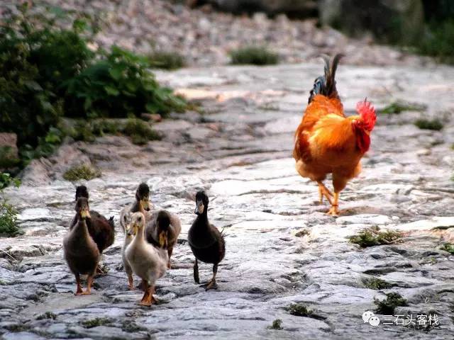 碎碎念2020,2017鸡年纪念日历
