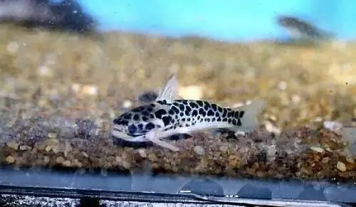 人见人爱的观赏鱼,金波子鱼观赏鱼