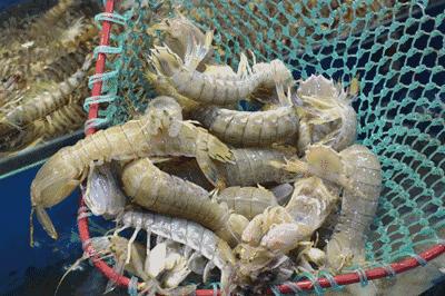 「订年夜饭赠波士顿龙虾」2017这么吃年夜饭最霸气！从没想过一顿自助，竟然吃几口就回本了……谁也别拦着我！今年就要在这儿吃！