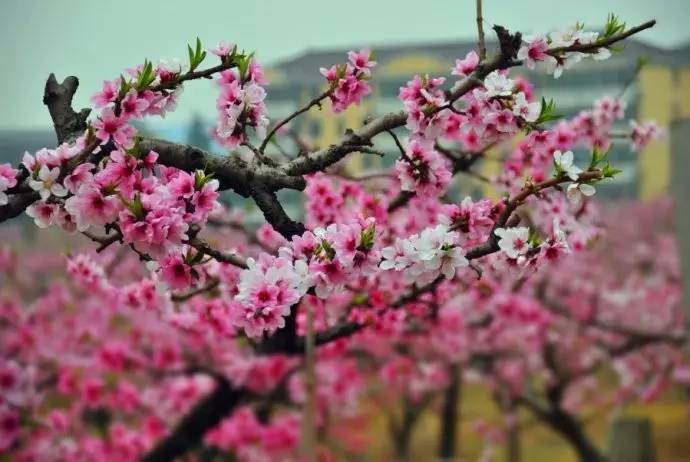 无锡旅游到底好不好玩,无锡旅游值得去吗