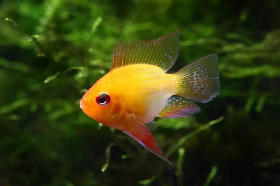 人见人爱的观赏鱼,金波子鱼观赏鱼
